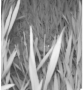 hamster3