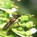 molorchus-umbellatarum-foto-koehler